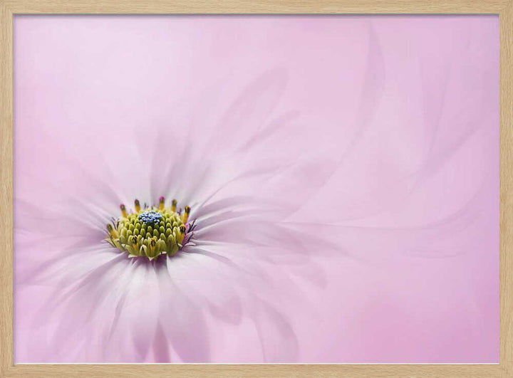 Dreamy Pink Flower - Floral Photographic Stretched Canvas Poster or Fine Art Print