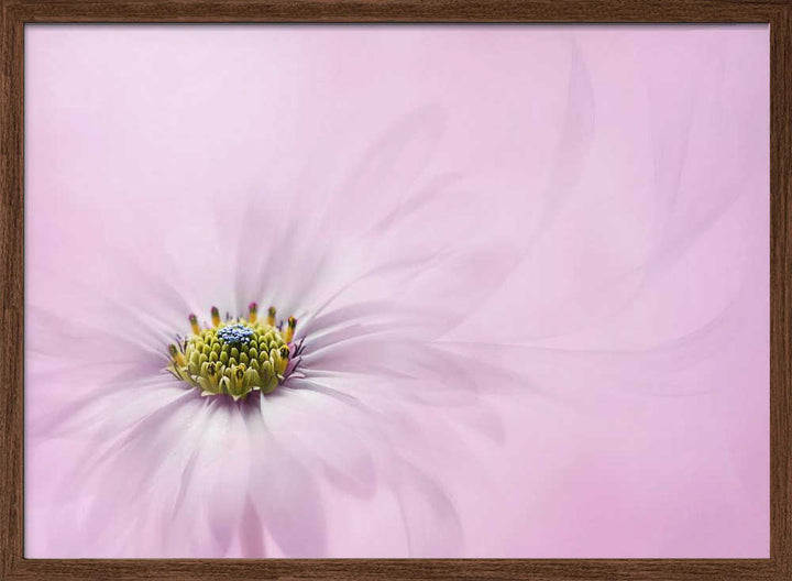 Dreamy Pink Flower - Floral Photographic Stretched Canvas Poster or Fine Art Print