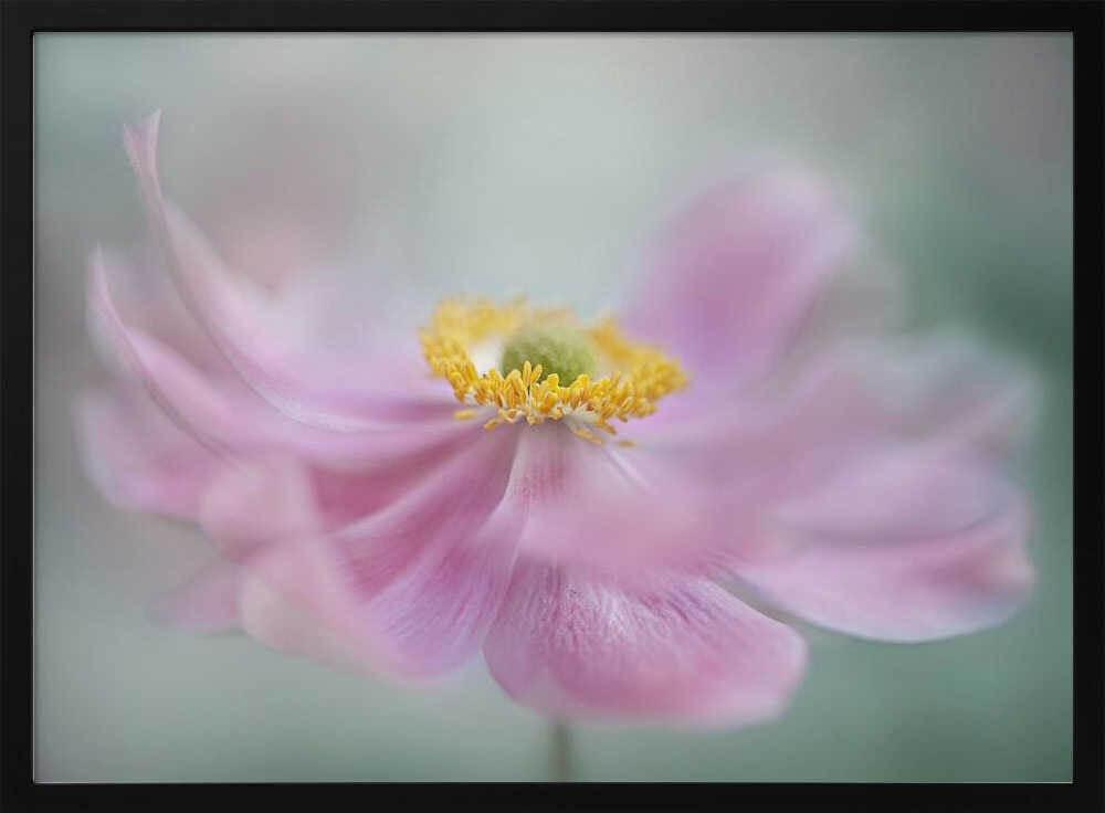Dreamy Pink Flower - Floral Photographic Stretched Canvas Poster or Fine Art Print