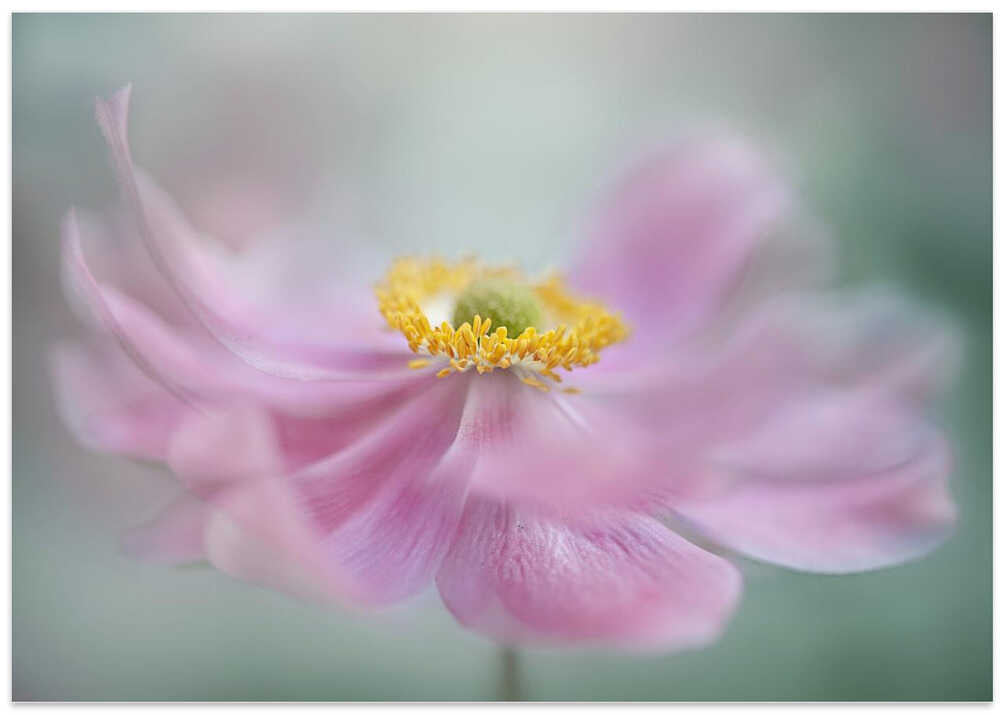 Dreamy Pink Flower - Floral Photographic Stretched Canvas Poster or Fine Art Print