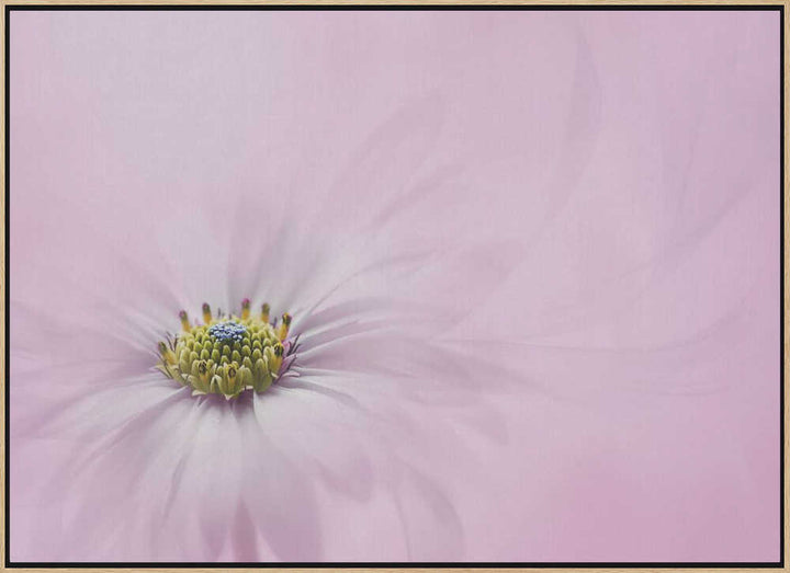 Dreamy Pink Flower - Floral Photographic Stretched Canvas Poster or Fine Art Print