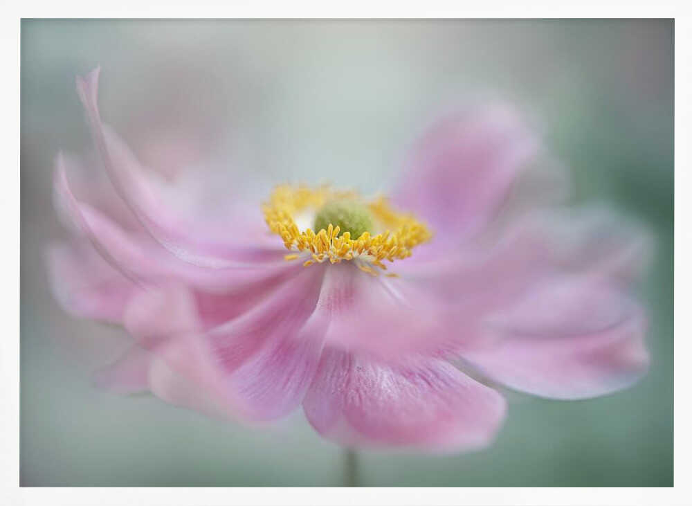 Dreamy Pink Flower - Floral Photographic Stretched Canvas Poster or Fine Art Print