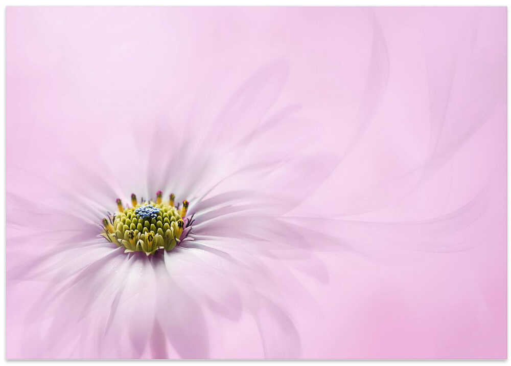 Dreamy Pink Flower - Floral Photographic Stretched Canvas Poster or Fine Art Print
