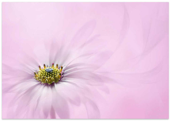 Dreamy Pink Flower - Floral Photographic Stretched Canvas Poster or Fine Art Print