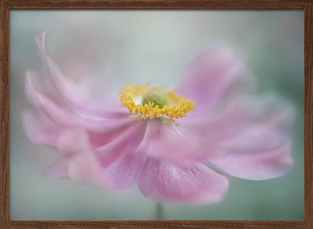 Dreamy Pink Flower - Floral Photographic Stretched Canvas Poster or Fine Art Print