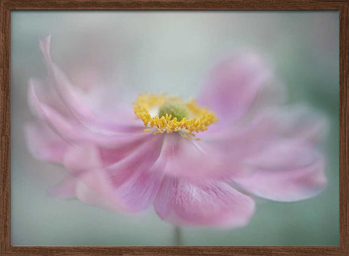 Dreamy Pink Flower - Floral Photographic Stretched Canvas Poster or Fine Art Print