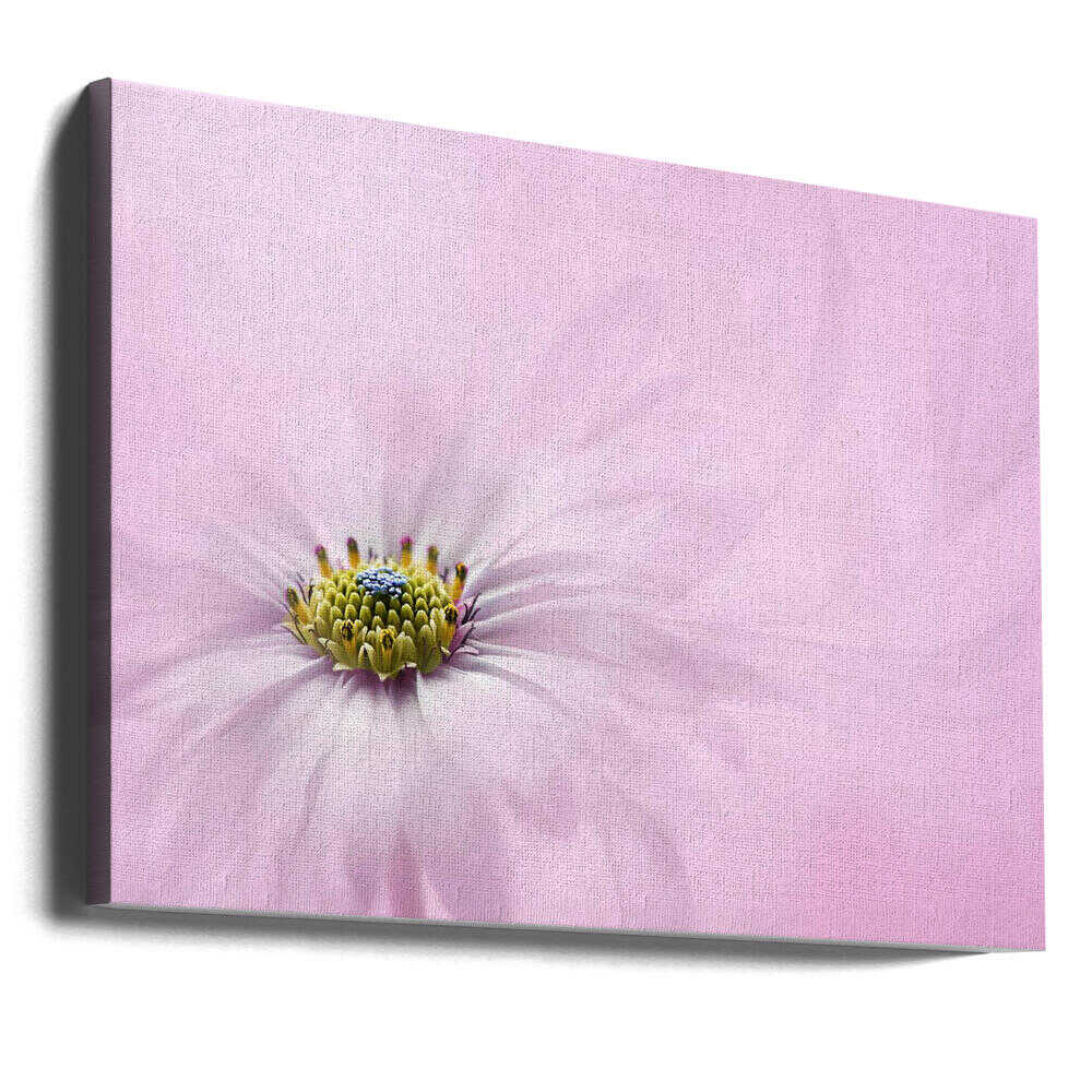 Dreamy Pink Flower - Floral Photographic Stretched Canvas Poster or Fine Art Print