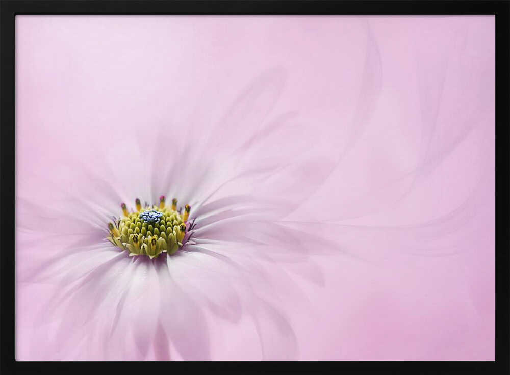 Dreamy Pink Flower - Floral Photographic Stretched Canvas Poster or Fine Art Print