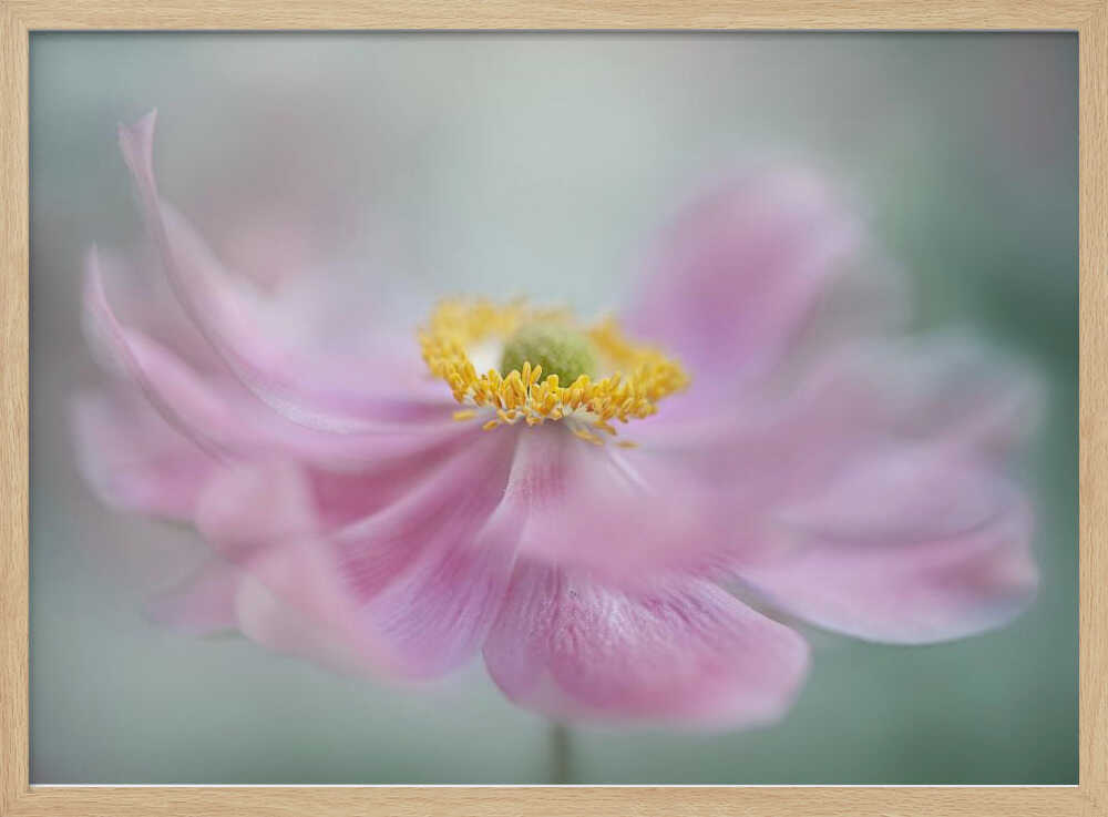 Dreamy Pink Flower - Floral Photographic Stretched Canvas Poster or Fine Art Print