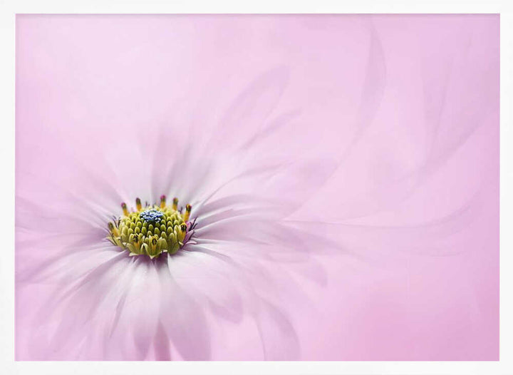 Dreamy Pink Flower - Floral Photographic Stretched Canvas Poster or Fine Art Print