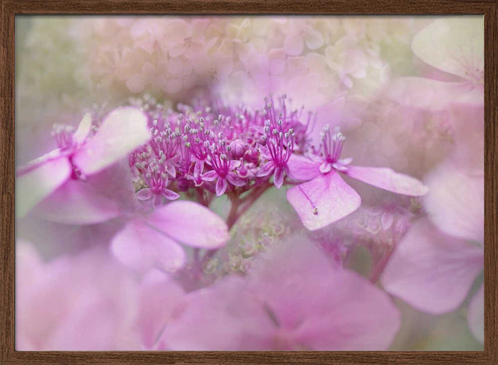 Dreamy Pink Flowers - Floral Photographic Stretched Canvas Poster or Fine Art Print