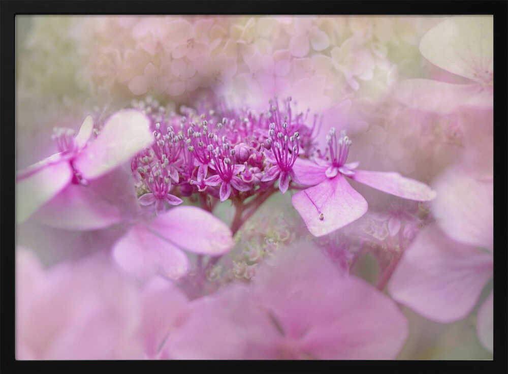 Dreamy Pink Flowers - Floral Photographic Stretched Canvas Poster or Fine Art Print