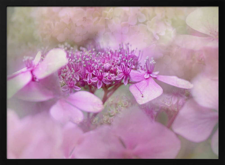 Dreamy Pink Flowers - Floral Photographic Stretched Canvas Poster or Fine Art Print