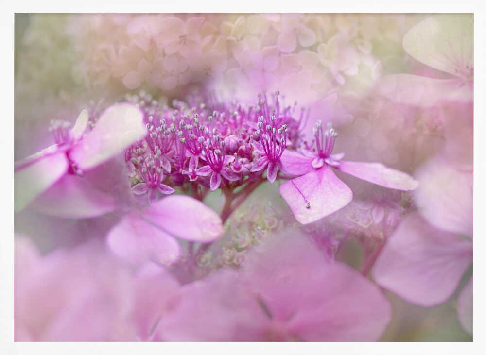 Dreamy Pink Flowers - Floral Photographic Stretched Canvas Poster or Fine Art Print