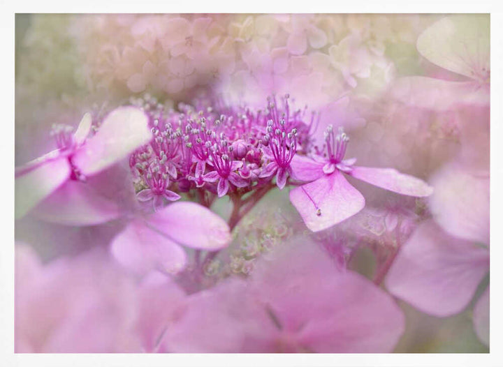 Dreamy Pink Flowers - Floral Photographic Stretched Canvas Poster or Fine Art Print