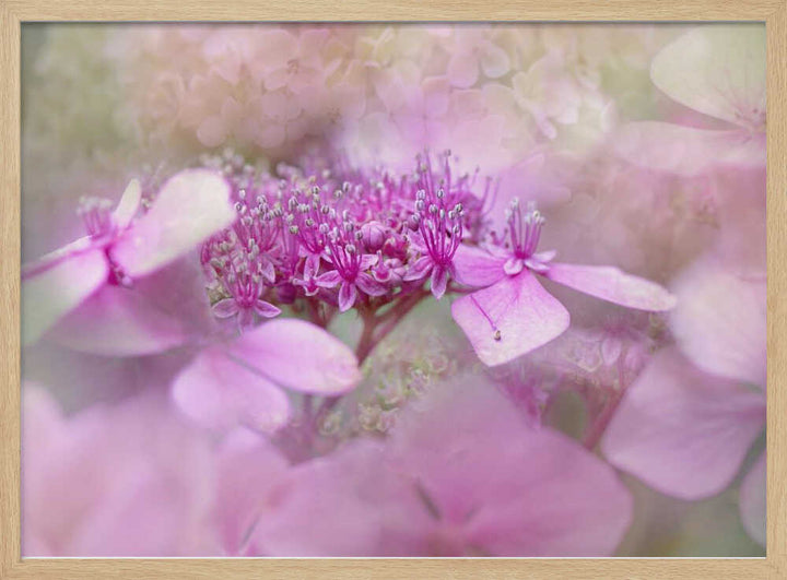 Dreamy Pink Flowers - Floral Photographic Stretched Canvas Poster or Fine Art Print