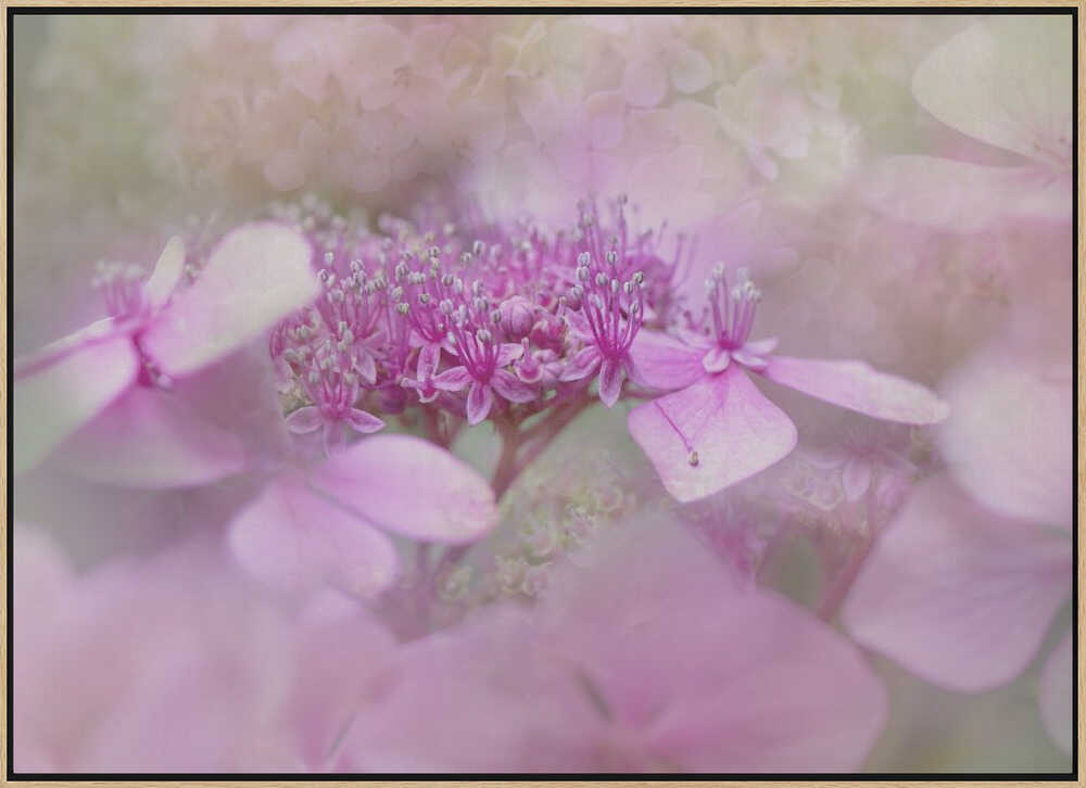 Dreamy Pink Flowers - Floral Photographic Stretched Canvas Poster or Fine Art Print