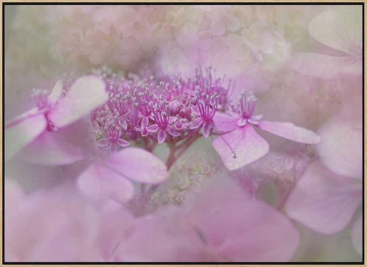 Dreamy Pink Flowers - Floral Photographic Stretched Canvas Poster or Fine Art Print