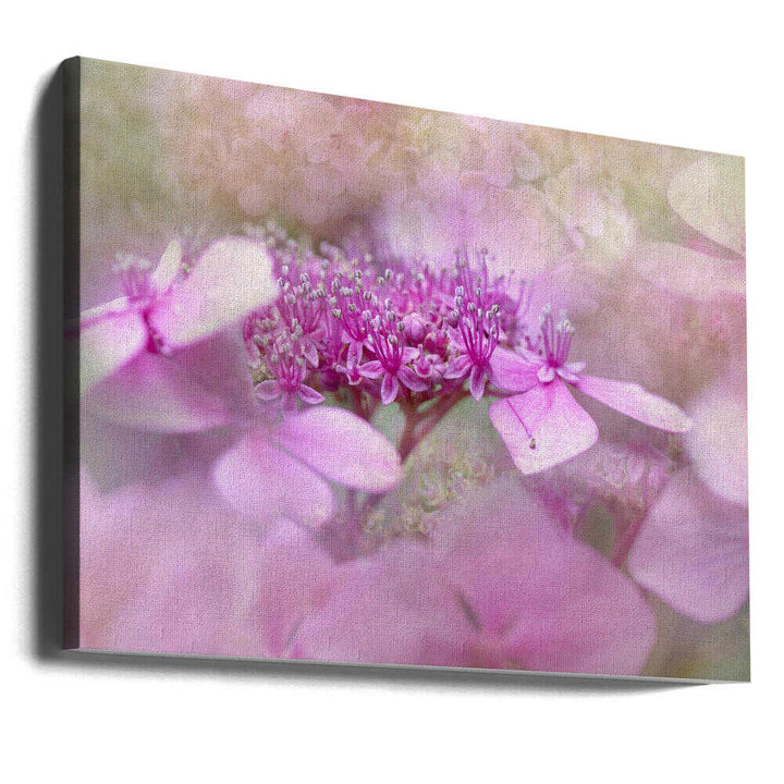 Dreamy Pink Flowers - Floral Photographic Stretched Canvas Poster or Fine Art Print