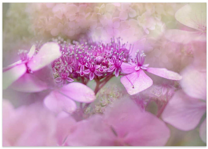 Dreamy Pink Flowers - Floral Photographic Stretched Canvas Poster or Fine Art Print
