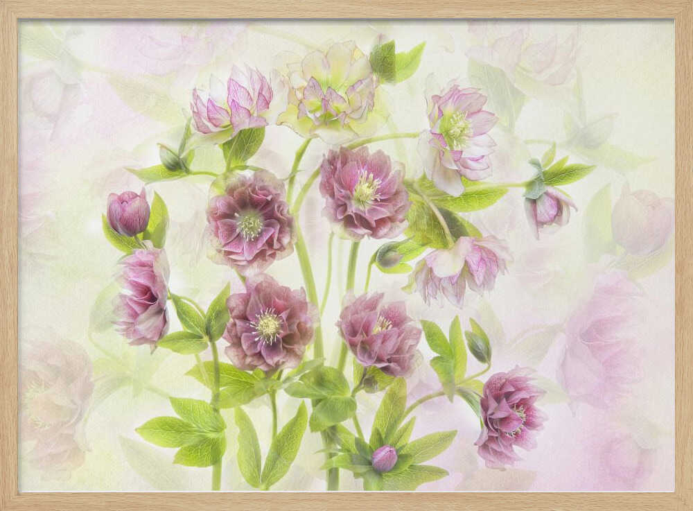 Dreamy Pink Hellebores - Floral Photographic Stretched Canvas Poster or Fine Art Print