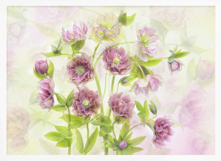 Dreamy Pink Hellebores - Floral Photographic Stretched Canvas Poster or Fine Art Print