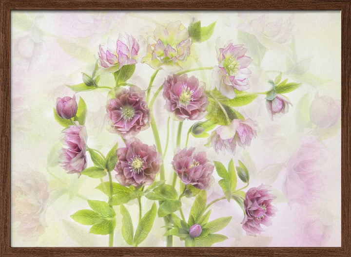 Dreamy Pink Hellebores - Floral Photographic Stretched Canvas Poster or Fine Art Print