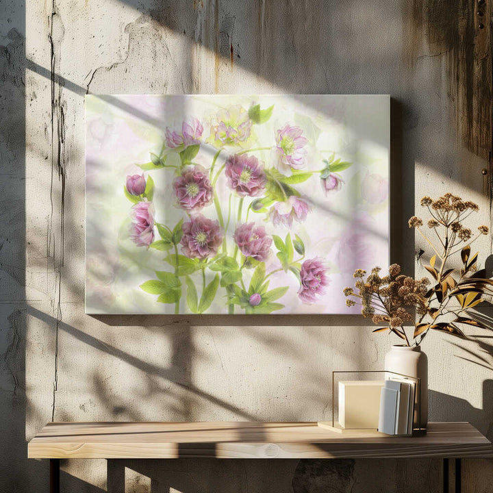 Dreamy Pink Hellebores - Floral Photographic Stretched Canvas Poster or Fine Art Print