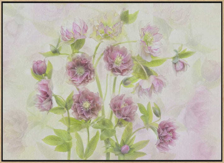 Dreamy Pink Hellebores - Floral Photographic Stretched Canvas Poster or Fine Art Print