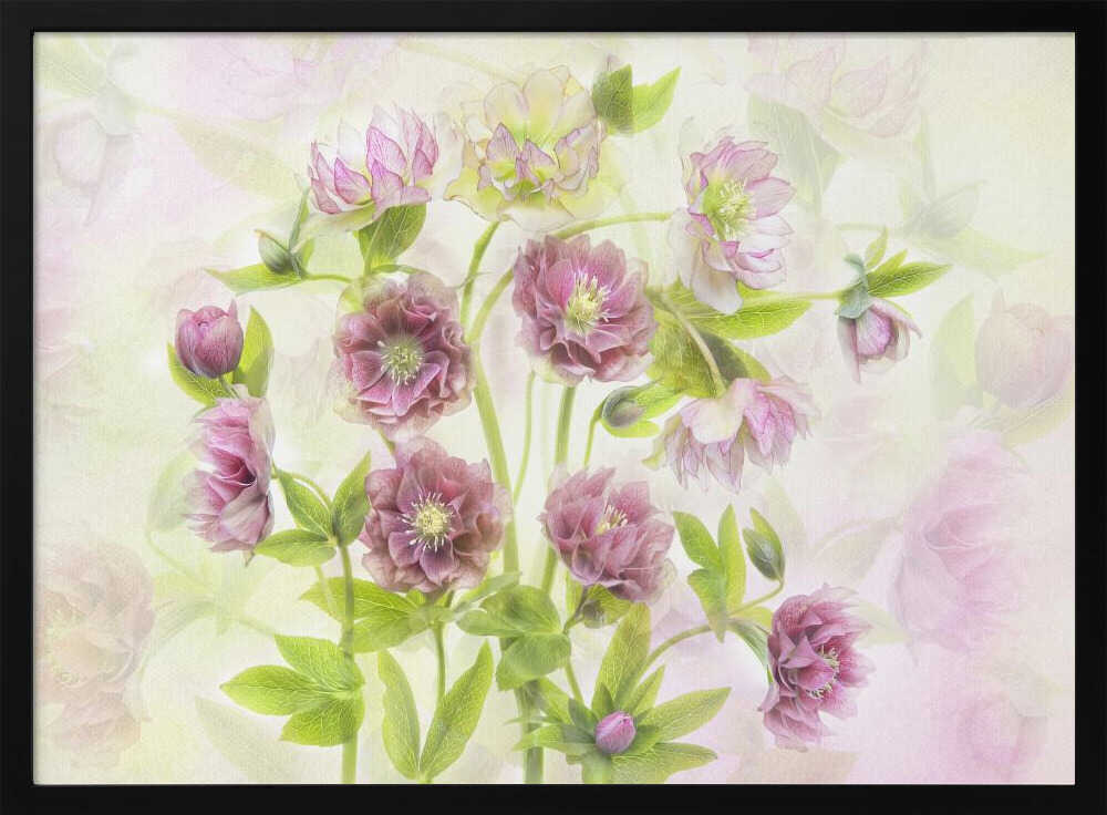 Dreamy Pink Hellebores - Floral Photographic Stretched Canvas Poster or Fine Art Print