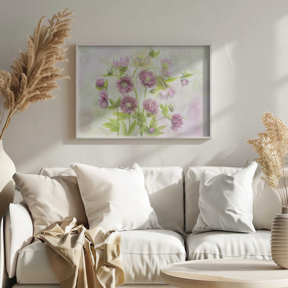 Dreamy Pink Hellebores - Floral Photographic Stretched Canvas Poster or Fine Art Print