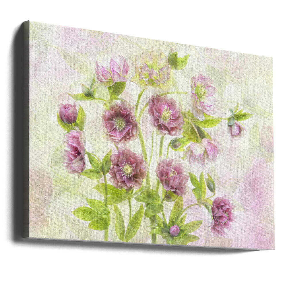 Dreamy Pink Hellebores - Floral Photographic Stretched Canvas Poster or Fine Art Print