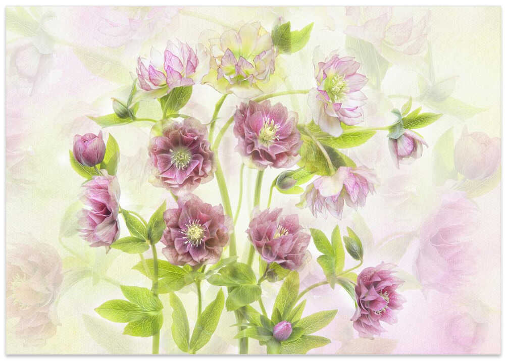 Dreamy Pink Hellebores - Floral Photographic Stretched Canvas Poster or Fine Art Print