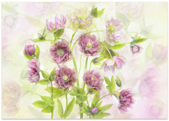 Dreamy Pink Hellebores - Floral Photographic Stretched Canvas Poster or Fine Art Print