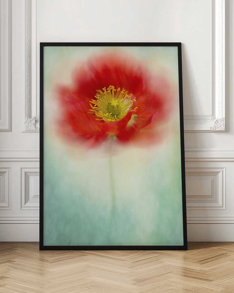 Dreamy Poppy Bloom - Floral Photographic Stretched Canvas Poster or Fine Art Print