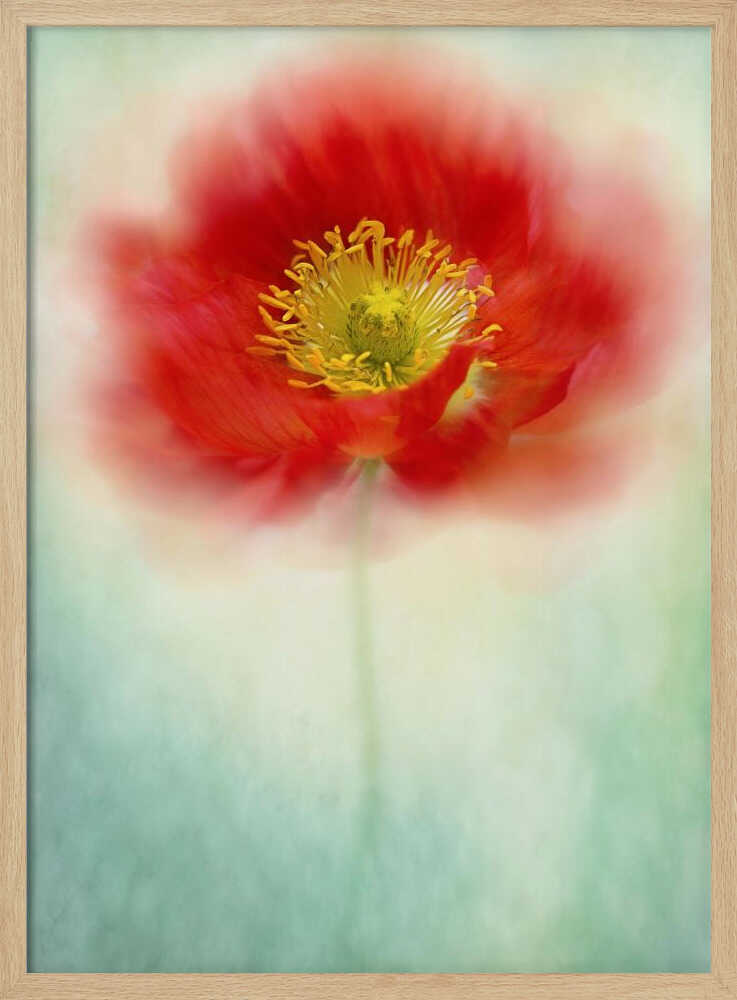 Dreamy Poppy Bloom - Floral Photographic Stretched Canvas Poster or Fine Art Print