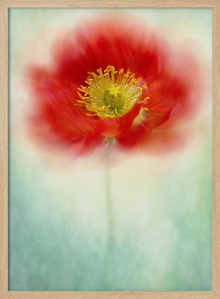 Dreamy Poppy Bloom - Floral Photographic Stretched Canvas Poster or Fine Art Print