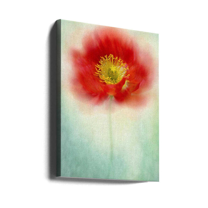 Dreamy Poppy Bloom - Floral Photographic Stretched Canvas Poster or Fine Art Print