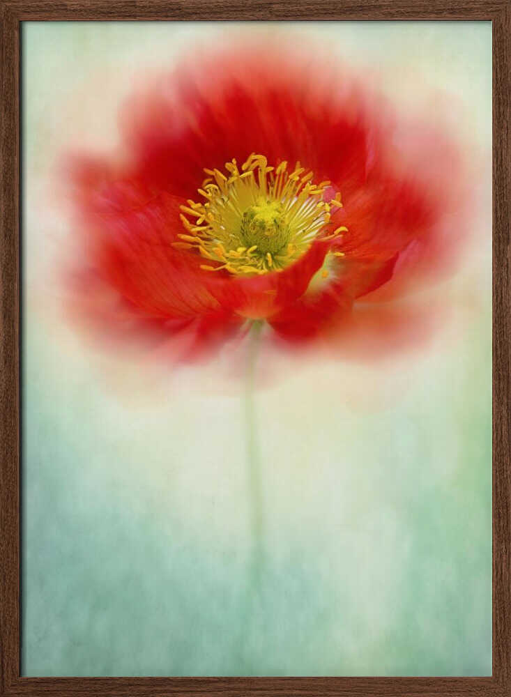 Dreamy Poppy Bloom - Floral Photographic Stretched Canvas Poster or Fine Art Print