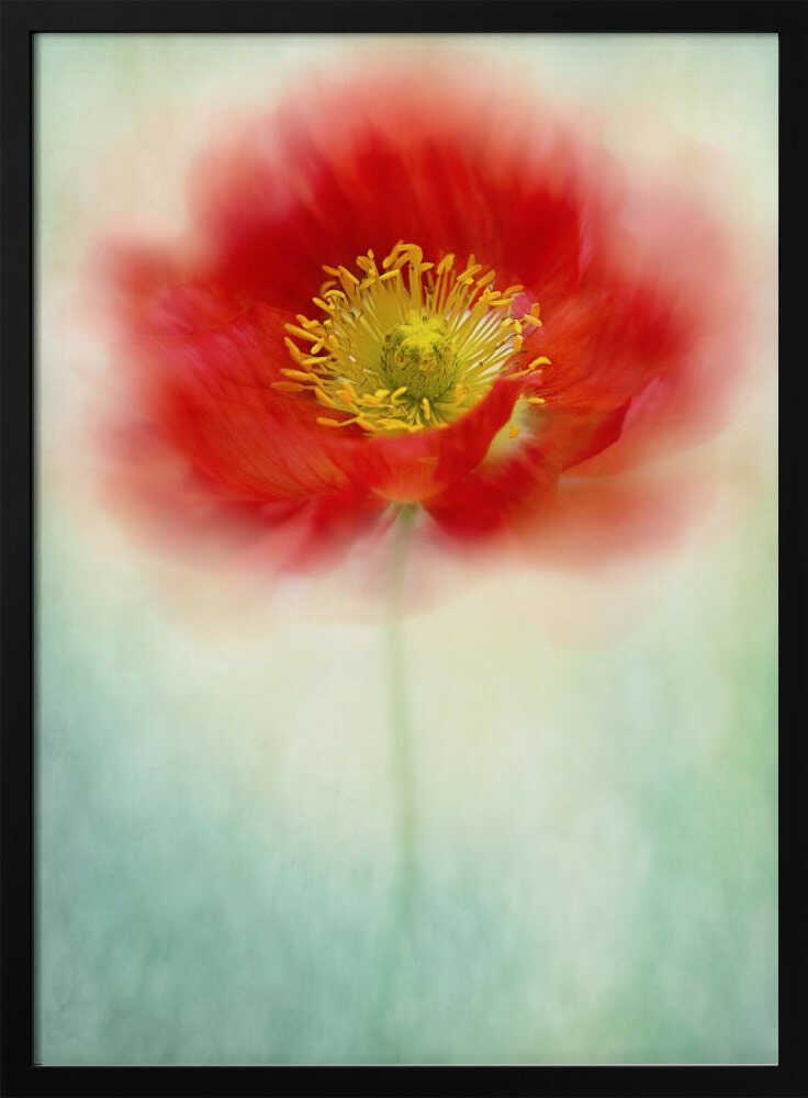 Dreamy Poppy Bloom - Floral Photographic Stretched Canvas Poster or Fine Art Print