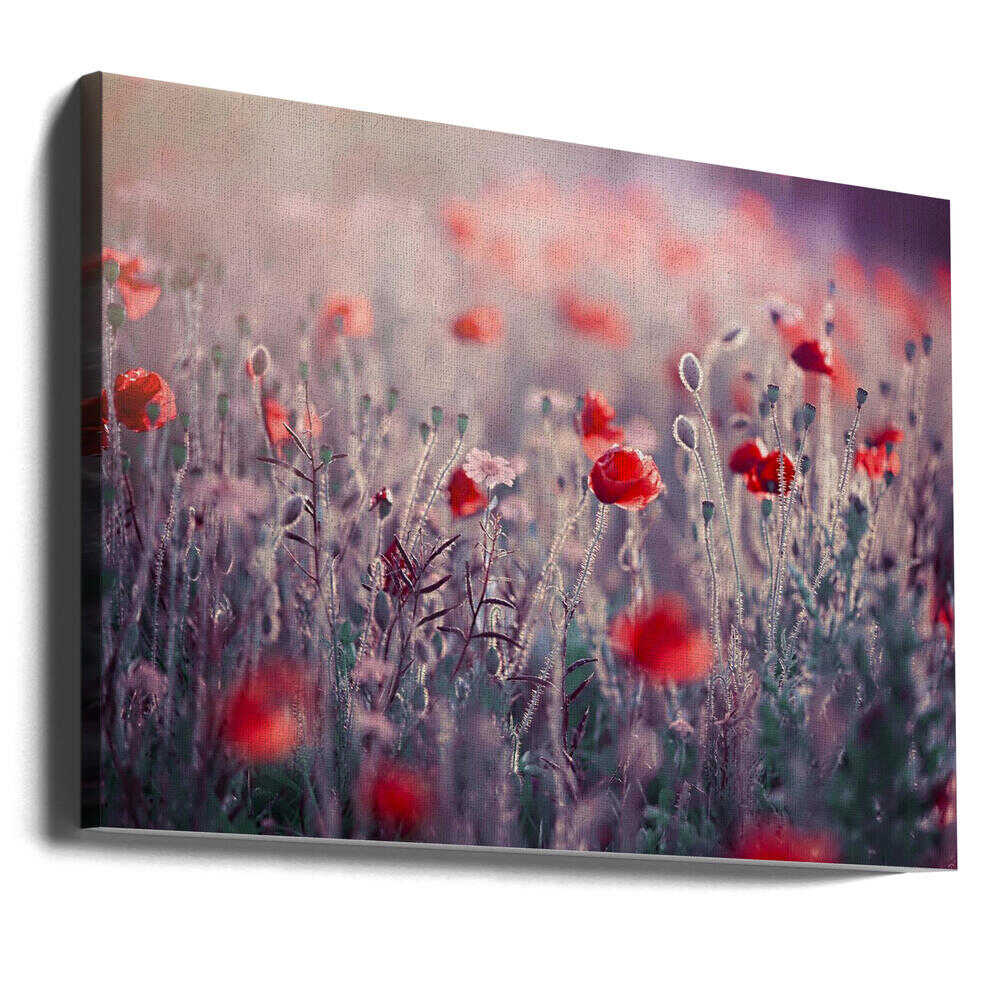 Dreamy Poppy Field - Floral Photographic Stretched Canvas Poster or Fine Art Print