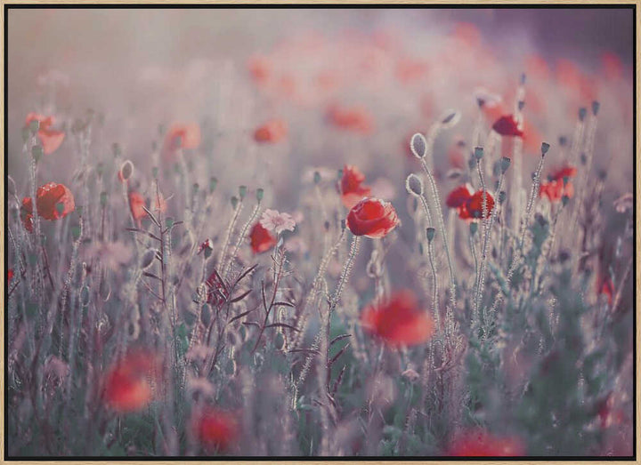 Dreamy Poppy Field - Floral Photographic Stretched Canvas Poster or Fine Art Print