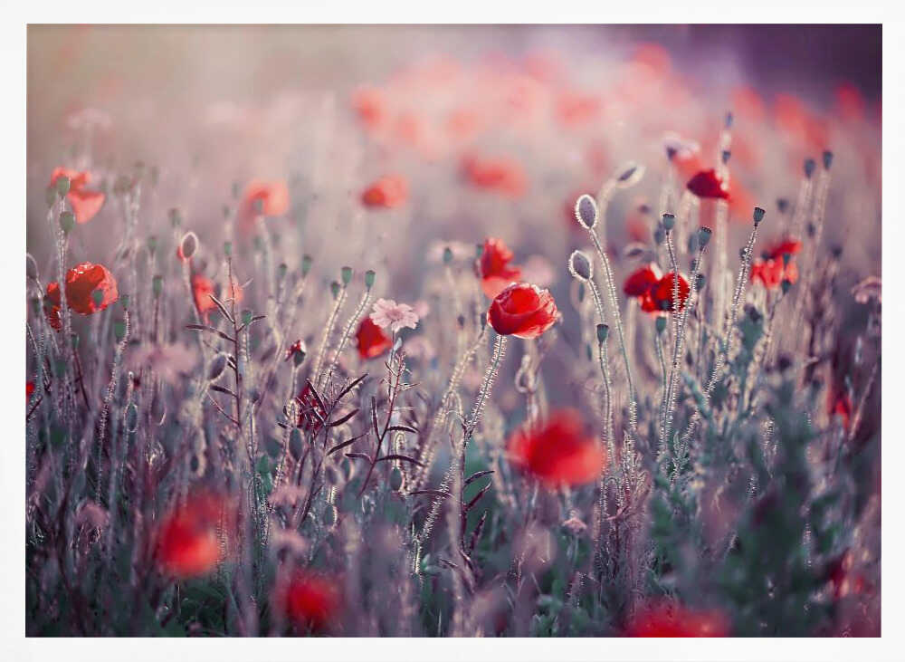 Dreamy Poppy Field - Floral Photographic Stretched Canvas Poster or Fine Art Print