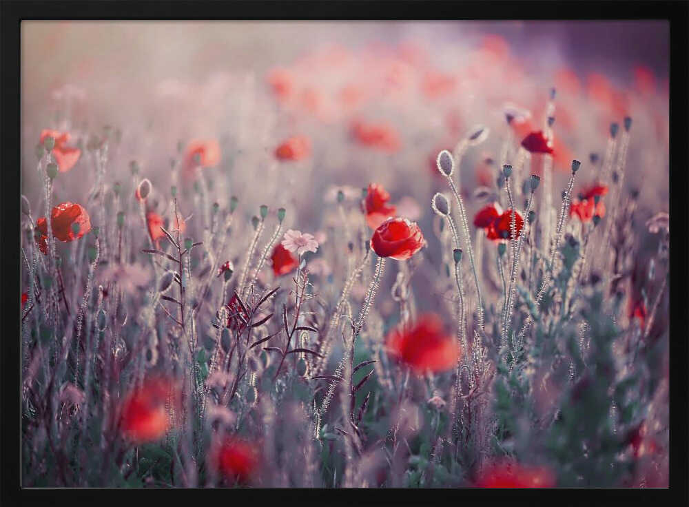 Dreamy Poppy Field - Floral Photographic Stretched Canvas Poster or Fine Art Print