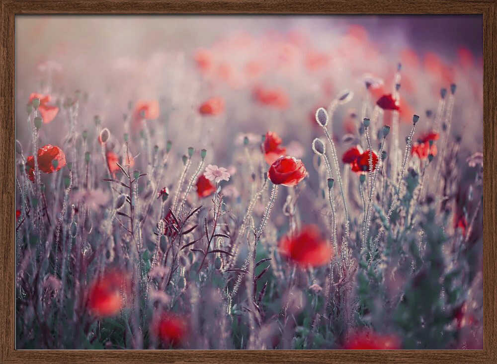 Dreamy Poppy Field - Floral Photographic Stretched Canvas Poster or Fine Art Print