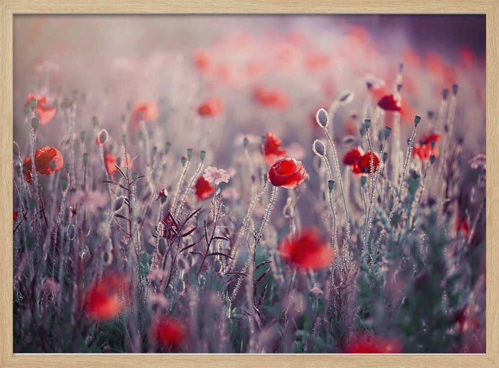 Dreamy Poppy Field - Floral Photographic Stretched Canvas Poster or Fine Art Print