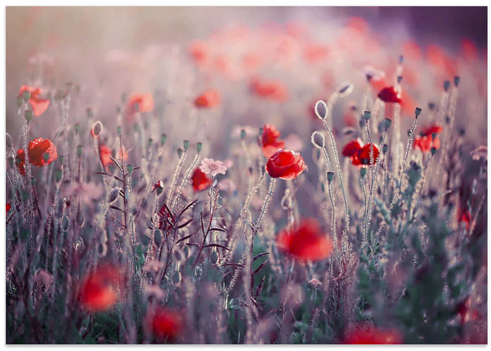 Dreamy Poppy Field - Floral Photographic Stretched Canvas Poster or Fine Art Print