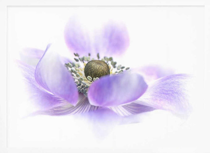 Dreamy Purple Blossom - Floral Photographic Stretched Canvas Poster or Fine Art Print