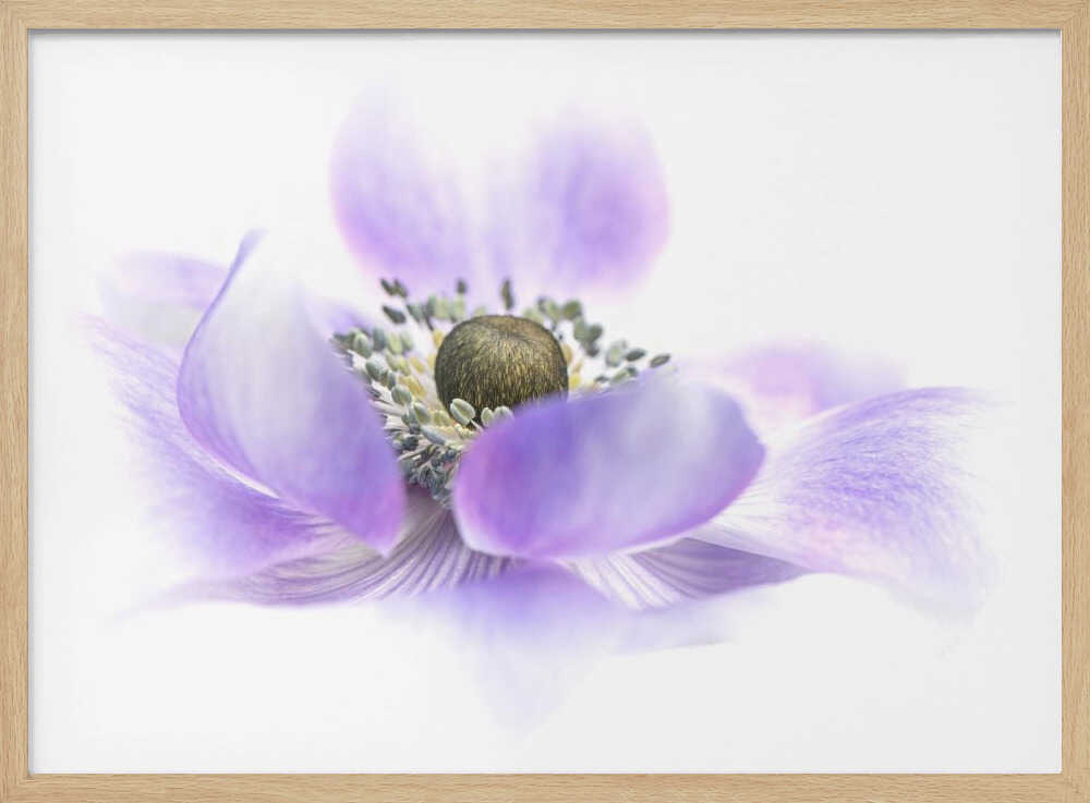 Dreamy Purple Blossom - Floral Photographic Stretched Canvas Poster or Fine Art Print