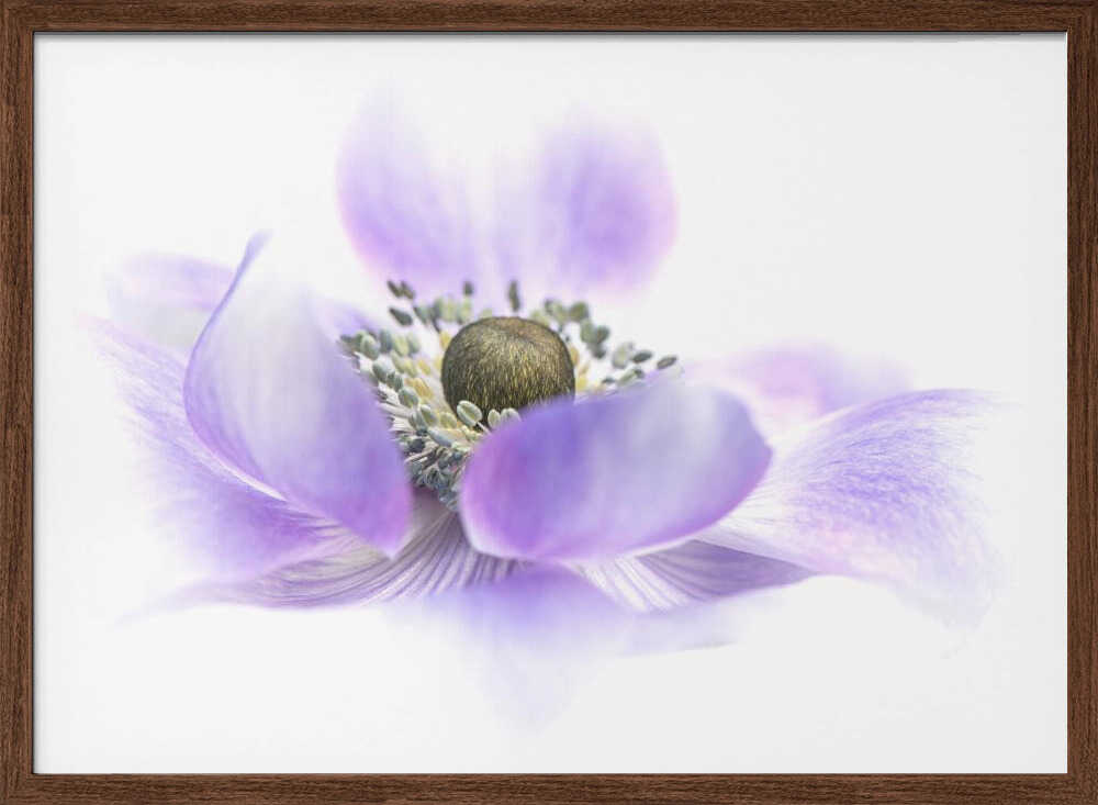 Dreamy Purple Blossom - Floral Photographic Stretched Canvas Poster or Fine Art Print